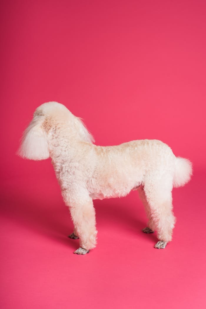 White poodle in studio on pink background, highlighting its groomed fluffy coat.